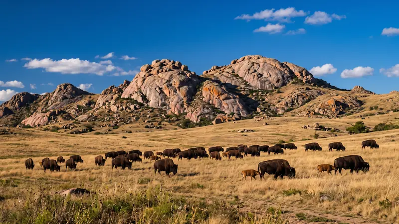 Bison below granite peaks at Wichita Mountains, Oklahoma