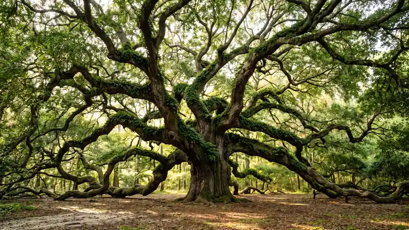 Ancient Angel Oak tree's spreading canopy, South Carolina