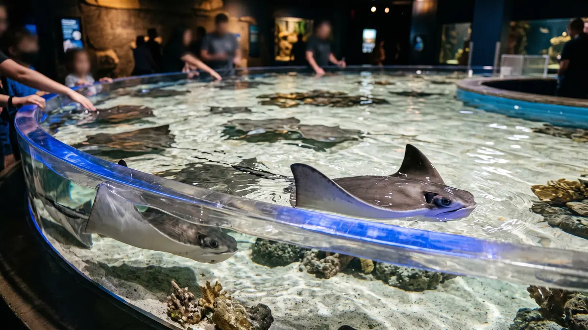 Child touching stingray at Stingray Touch seasonal exhibit at Shedd Aquarium Chicago