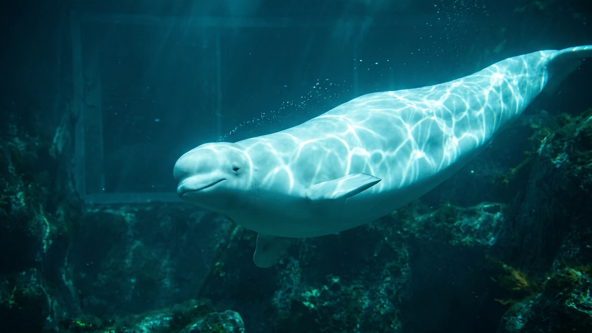 Wild Reef shark exhibit with massive underwater viewing window and families at Shedd Aquarium Chicago